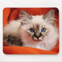 Heiliges Birman Kätzchen