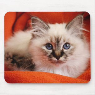 Heiliges Birman Kätzchen Mousepad