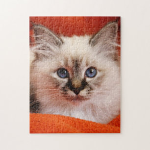 Heiliges Birman Kätzchen Puzzle
