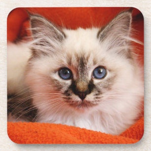 Heiliges Birman Kätzchen Untersetzer
