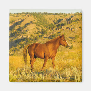 Heiligtum des Wilden Pferdes. Magnet