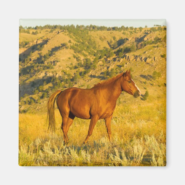 Heiligtum des Wilden Pferdes. Magnet (Vorne)