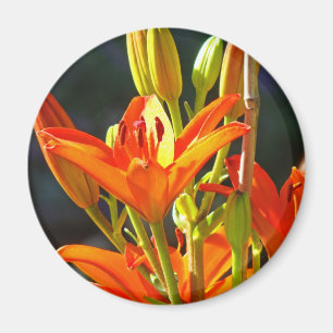 Heilmagnete Touch Orange Lily Blume Magnet