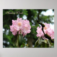Heilwörter... Kunstdruck Rosa Rhododendron Flora