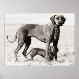 heimatsicherheit poster