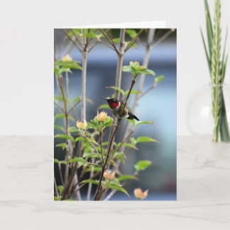 HEIMBIRD AUF DOGWOOD BAUM KARTE