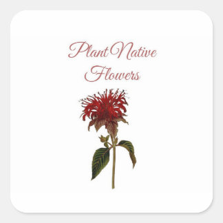 Heimische Monarda-Pflanzenblumen Quadratischer Aufkleber