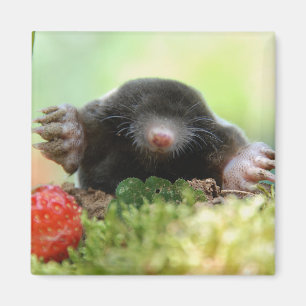 "Heiraten Sie mich?" Magnet