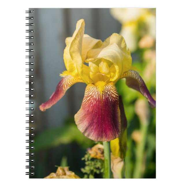 Heirloom Iris Notizblock (Vorderseite)