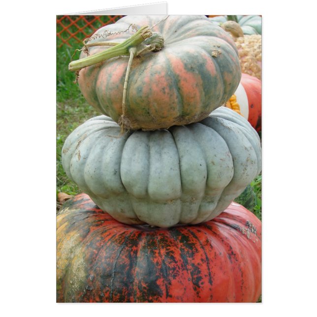 Heirloom Pumpkin Stack (Vorne)