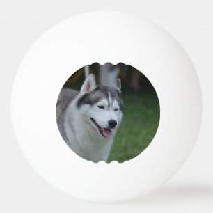 Heiserer Hund Tischtennisball