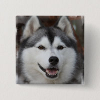 Heiserer Hundequadrat-Knopf