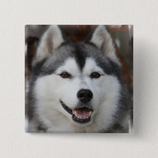 Heiserer Hundequadrat-Knopf Button