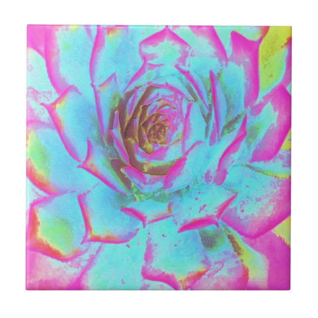 Heiß rosa und blau-sukkulente Sedum-Rosette Fliese (Vorderseite)