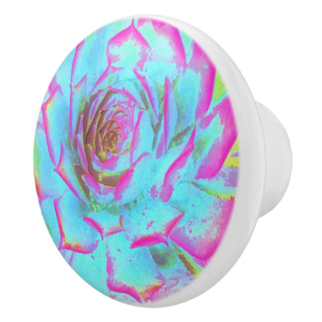 Heiß rosa und blau-sukkulente Sedum-Rosette Keramikknauf (Rechts)