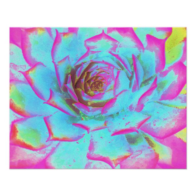 Heiß rosa und blau-sukkulente Sedum-Rosette Poster (Vorderseite)