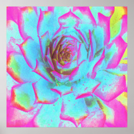 Heiß rosa und blau-sukkulente Sedum-Rosette Poster
