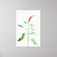 Heiße Chili-Pfeffer-Pflanzen-botanische