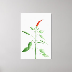 Heiße Chili-Pfeffer-Pflanzen-botanische Leinwanddruck