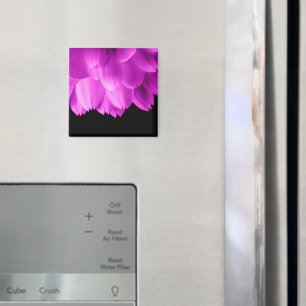 Heiße rosa Blütenblätter auf Schwarz Magnet
