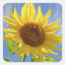 Heiße Sonnenblume auf Sky Quadratischer Aufkleber