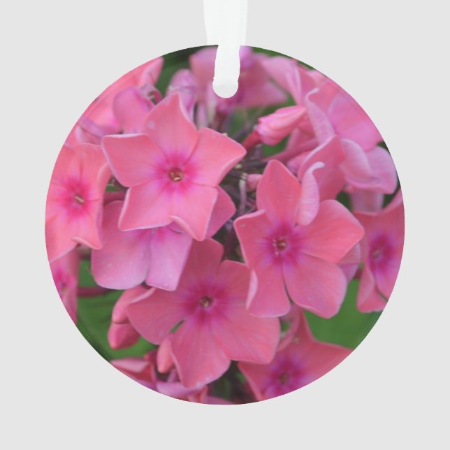 Heißes Rosaphlox-Blumen Ornament (Rückseite)