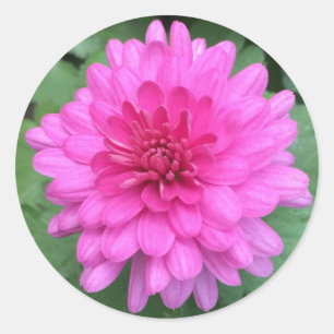 Heißrosa Chrysanthemen Blumen Runder Aufkleber