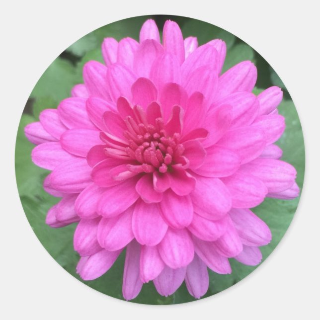 Heißrosa Chrysanthemen Blumen  Runder Aufkleber (Vorderseite)