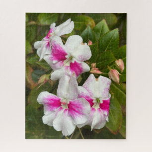 Heißrosa Kamelie, San Francisco Puzzle