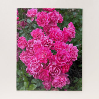 Heißrosa Polyantha-Rose, Oakland Puzzle