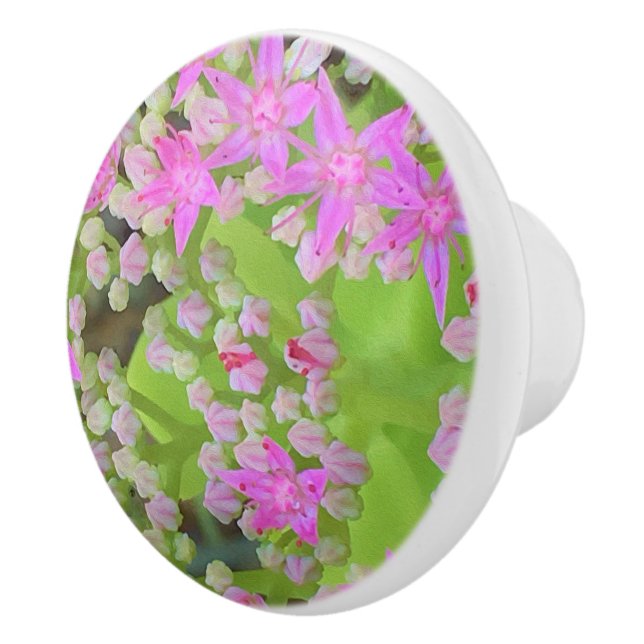 Heissrosa Sukkulentes Sedum mit fleshy-grünen Blät Keramikknauf (Rechts)