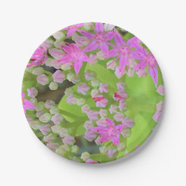 Heissrosa Sukkulentes Sedum mit fleshy-grünen Blät Pappteller