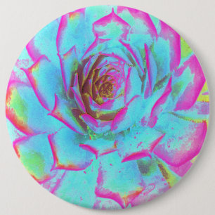 Heißrosa und blaue Sukkulente Sedumrosette Button