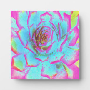 Heißrosa und blaue Sukkulente Sedumrosette Fotoplatte
