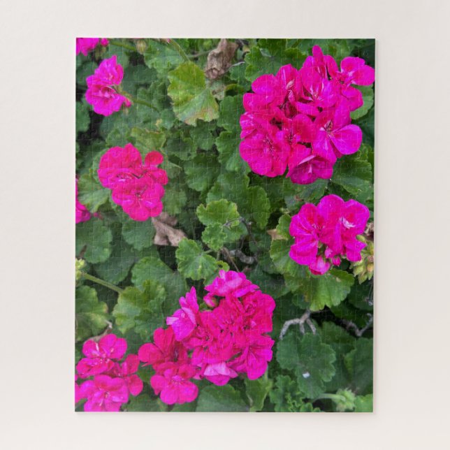 Heißrosa Zonale Geranie, San Mateo Puzzle (Vertikal)