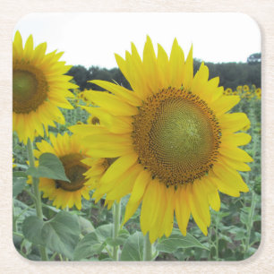 Heitre Sonnenblume-Untersetzer Rechteckiger Pappuntersetzer