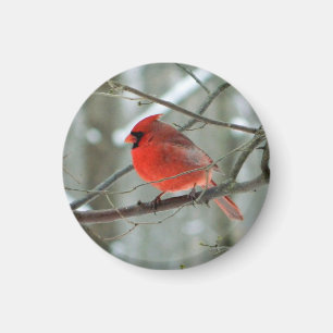 Heitrer roter Kardinals-Magnet Magnet