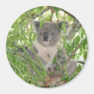 Helaine-Koala-Bär Magnet