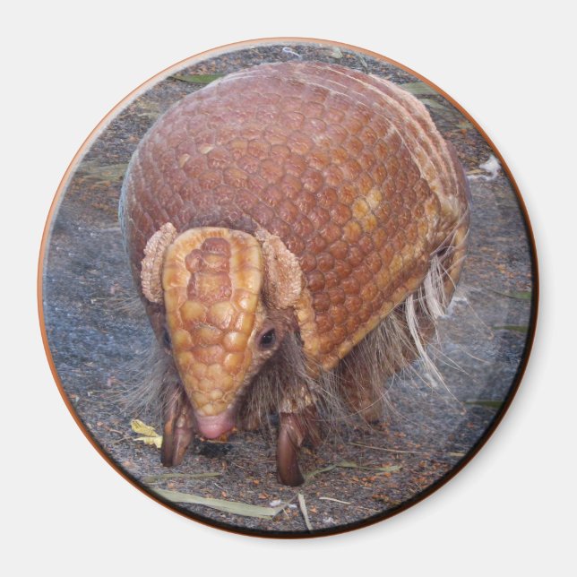 Helaine's Armadillo Magnet (Vorne)