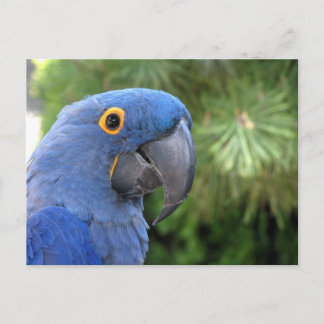 Helaine's Blauer Papagei Postkarte