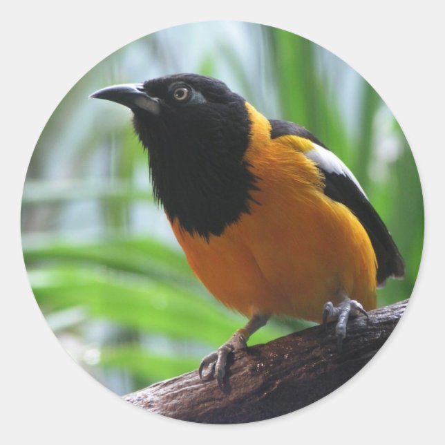 Helaine's Oriole Runder Aufkleber (Vorderseite)