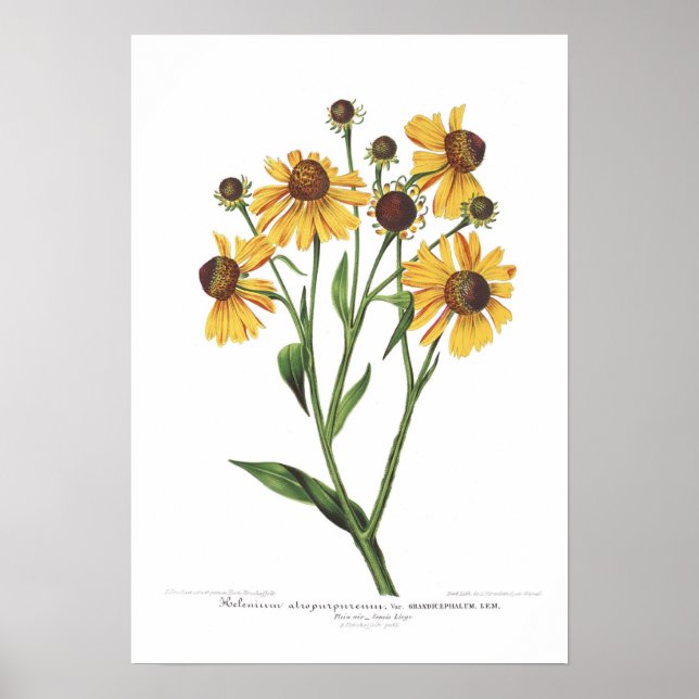 Helenium atropurpureum poster (Vorne)
