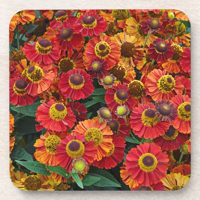 Helenium-Blume in Rot und Orange Getränkeuntersetzer (Vorderseite)