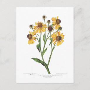 Helenium Postkarte