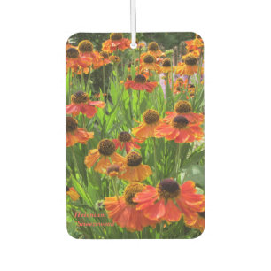 Helenium ‚Sneezeweed‘ Autolufterfrischer