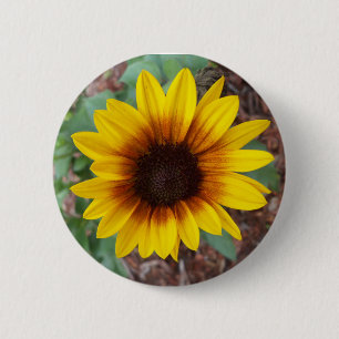 Helianthus Annuus Button