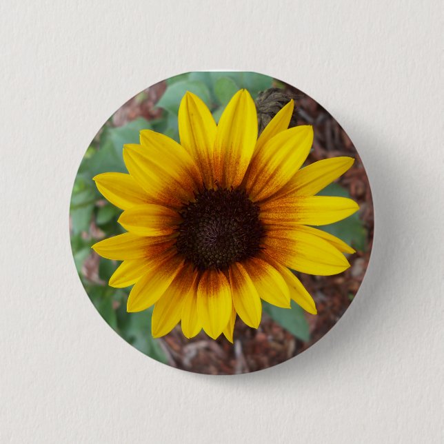 Helianthus Annuus Button (Vorderseite)