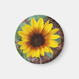 Helianthus Annuus Magnet