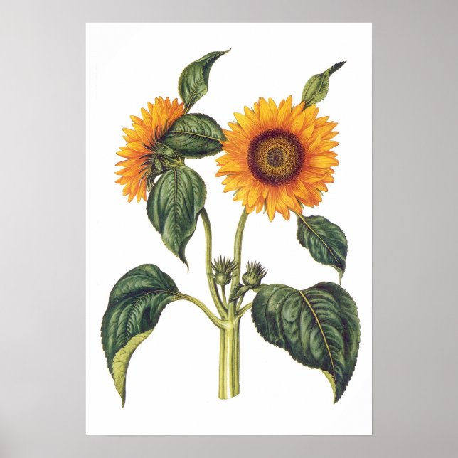Helianthus annuus poster (Vorne)