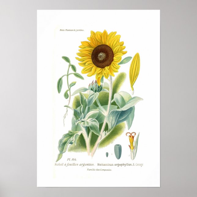 Helianthus argophyllus poster (Vorne)